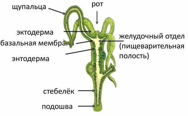 Кракен зеркало сайта