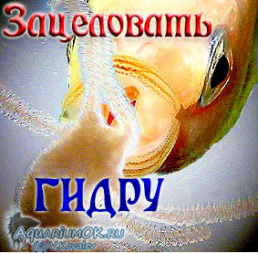 Кракен сайт store